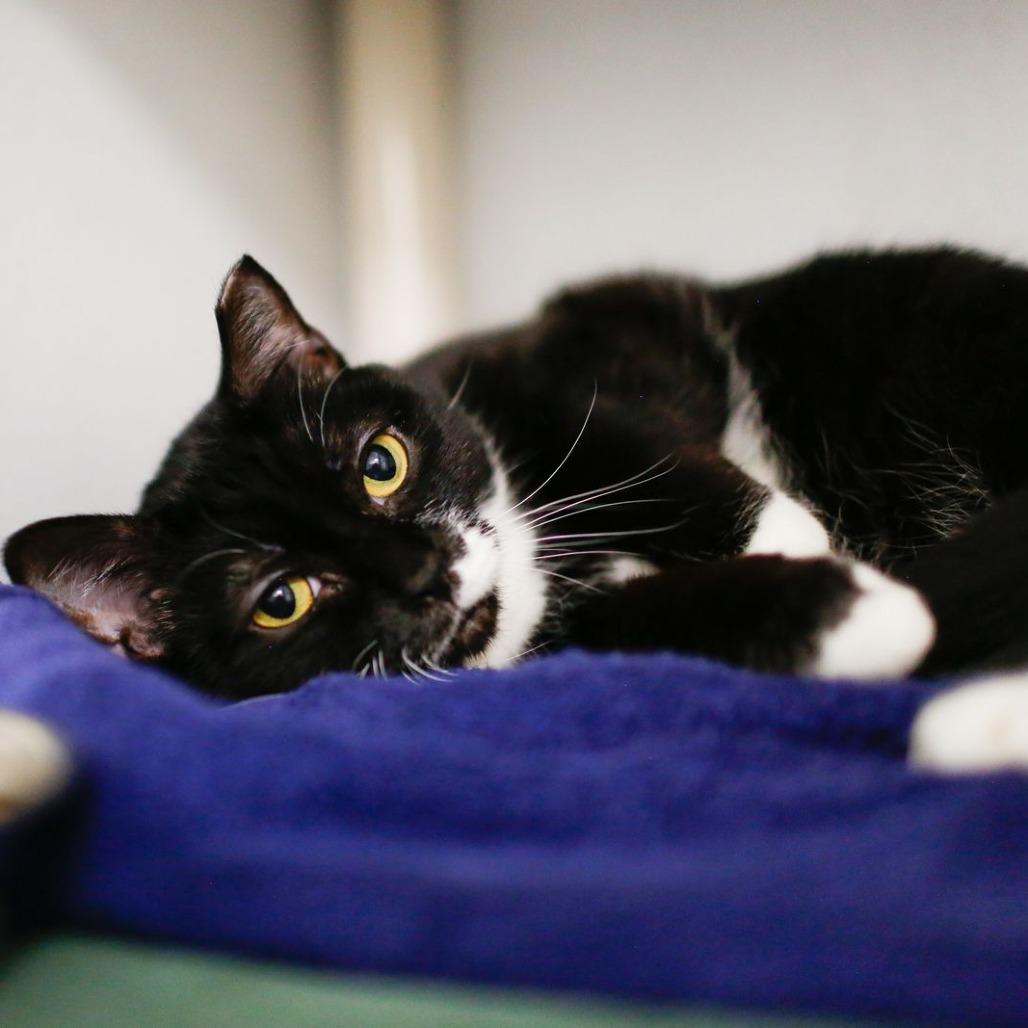 Enlarge Passion Fruit, a Adoptable Domestic Short Hair in Dover, NH image 3/3