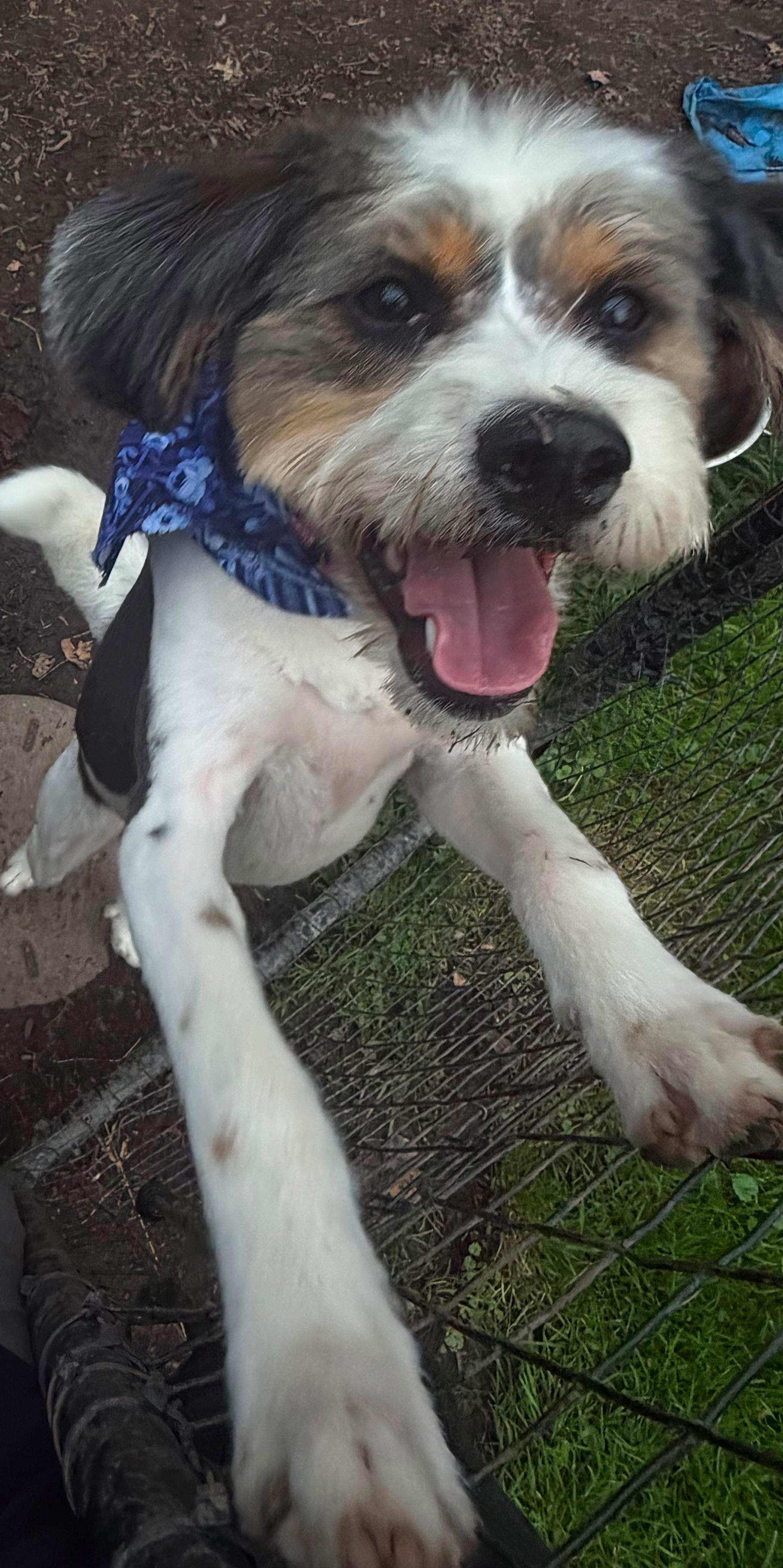 Enlarge Bernie, an adopted mixed breed in Fairview Park, OH image 3/3