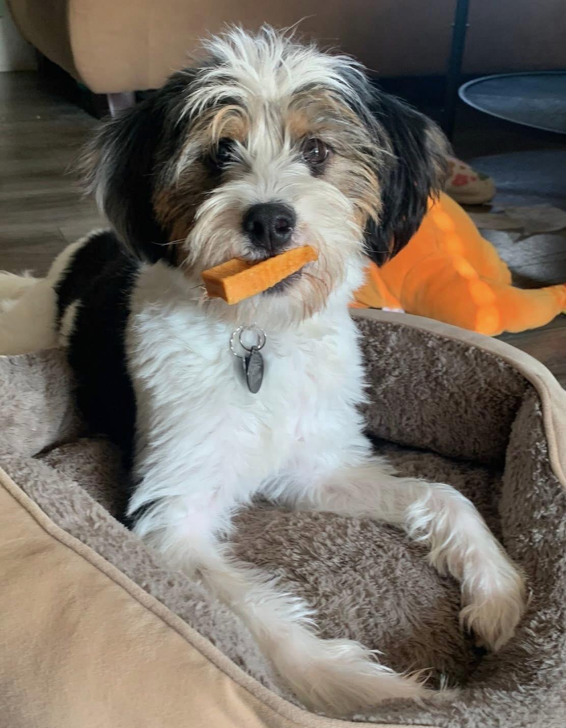 Bernie, adopted, Young Female Bernadoodle & Bernese Mountain Dog.