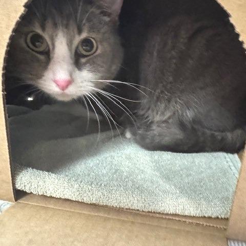 Nina, Adoptable, Adult Female Domestic Short Hair.