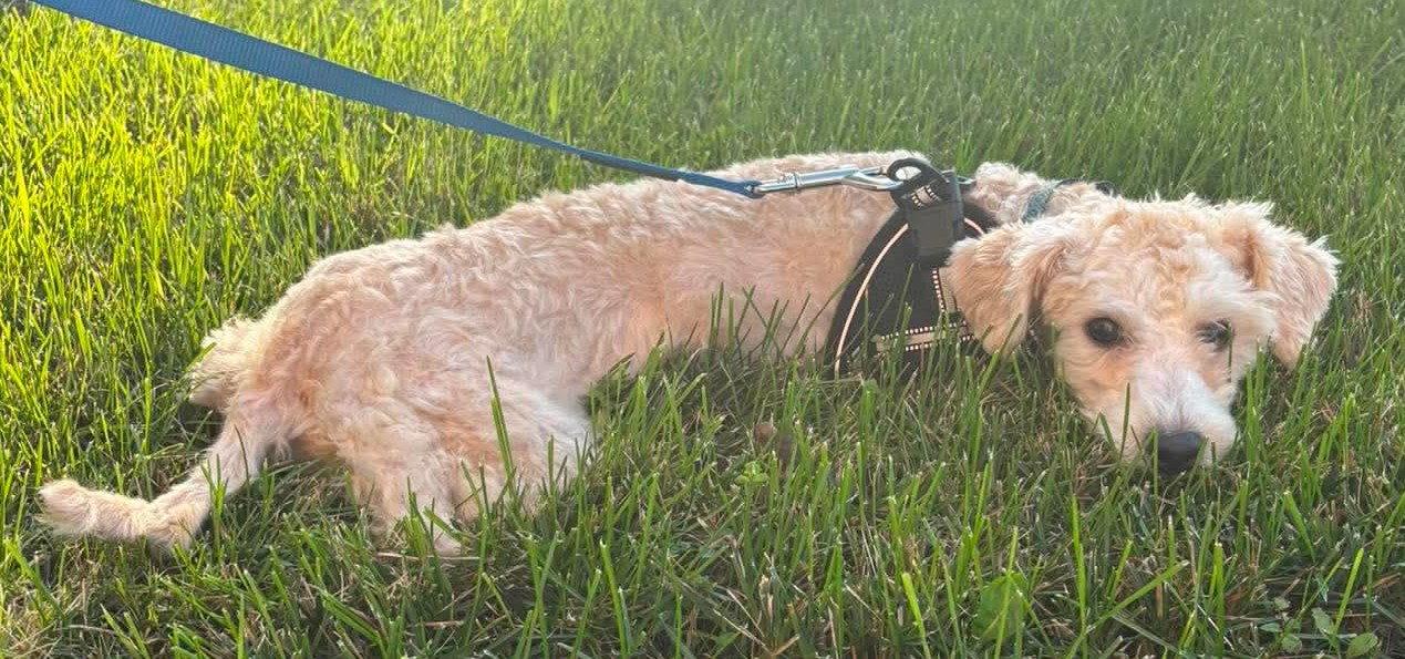 Beau, Adopted, Young Male Standard Poodle & Bichon Frise.