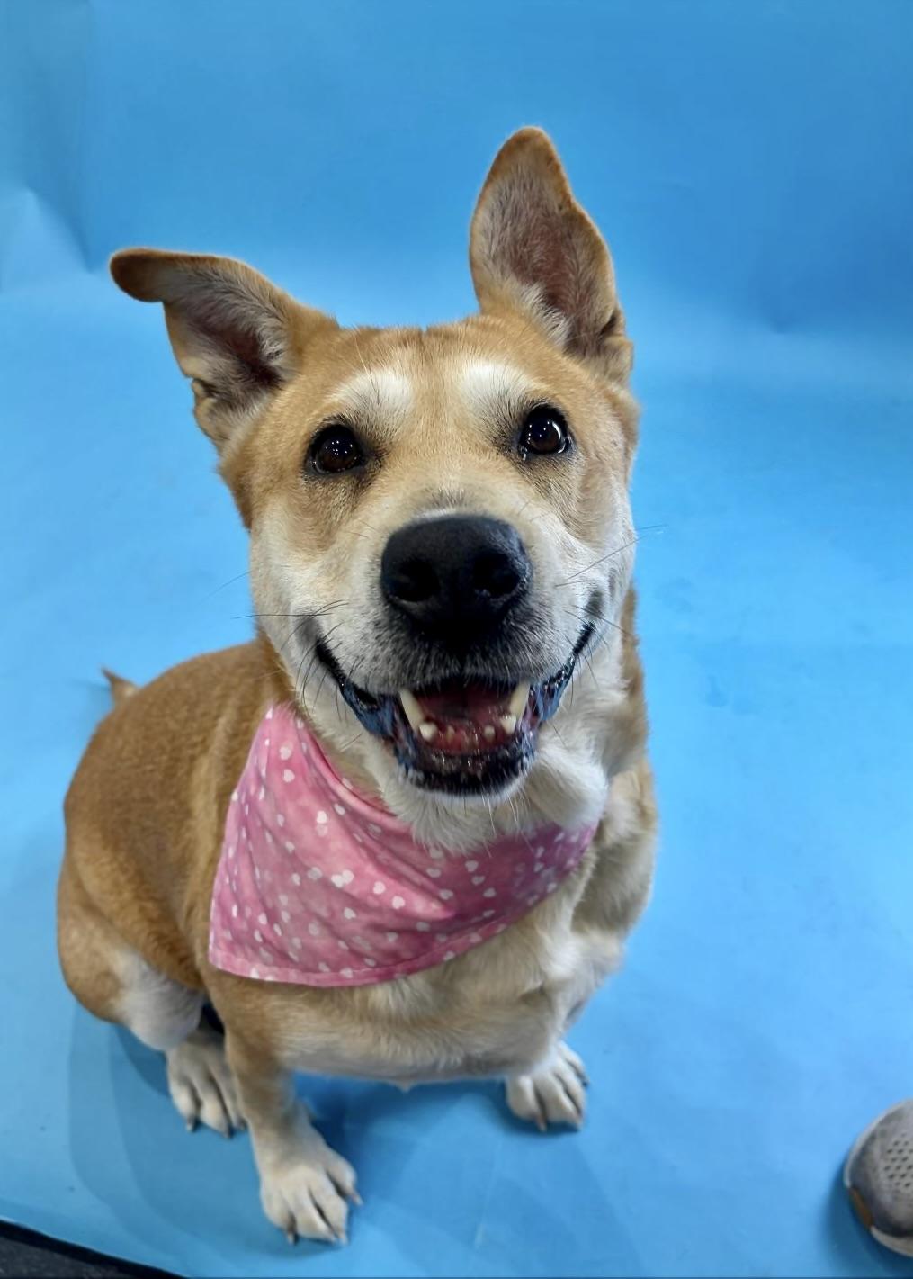 Sierra, a Adoptable mixed breed in Pendleton, OR image 2/4