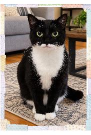 Enlarge JoJo, a Adoptable mixed breed in Owatonna, MN image 1/4