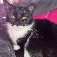 JoJo, Adoptable, Young Male Domestic Short Hair.