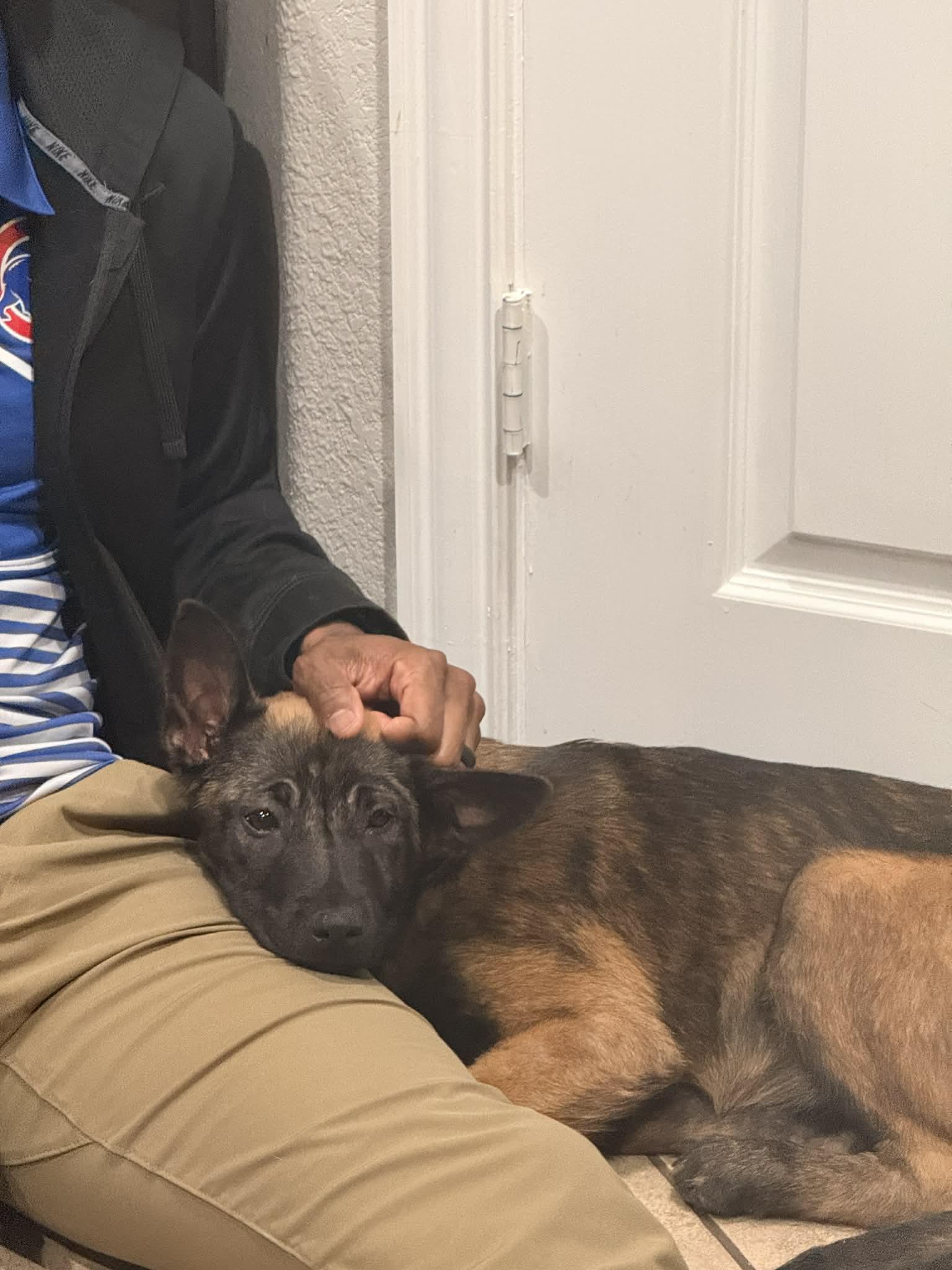 Enlarge Echo, an adopted mixed breed in Lockhart, TX image 3/5