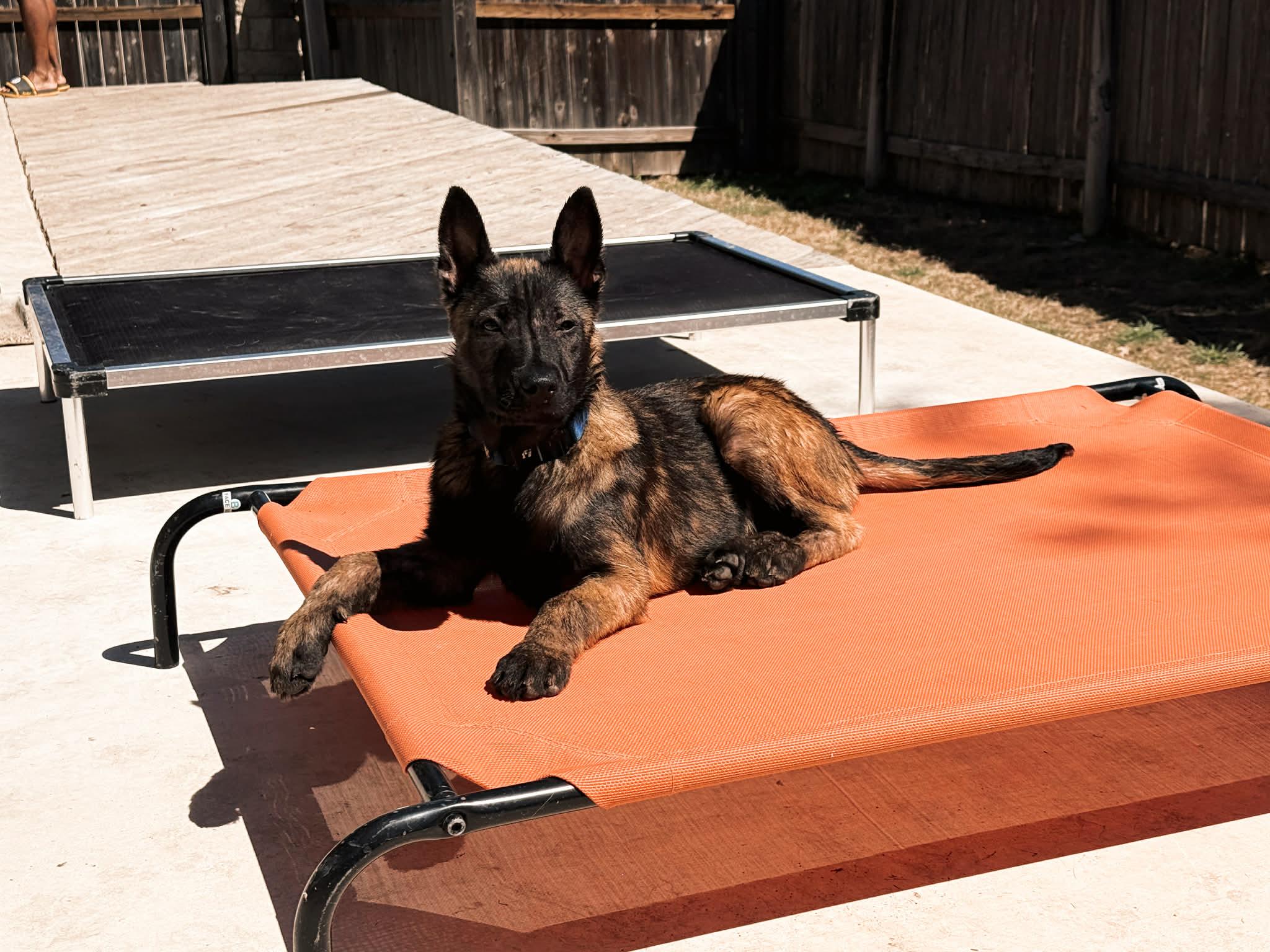 Enlarge Echo, an adopted mixed breed in Lockhart, TX image 2/5