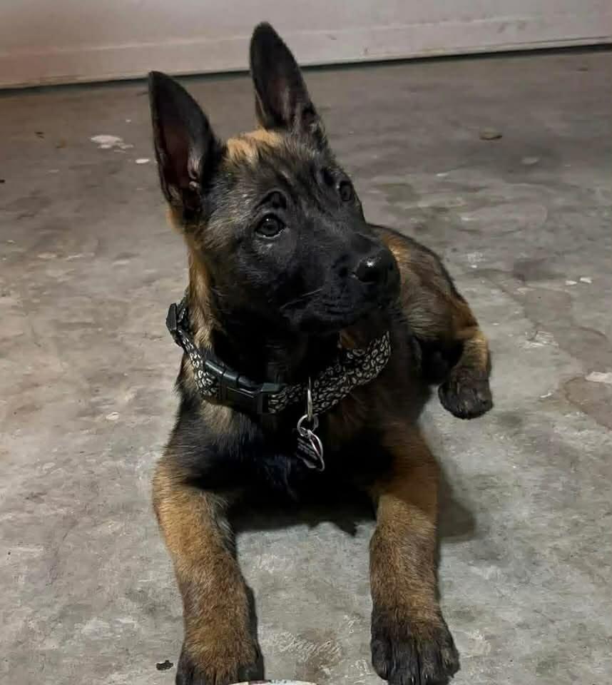 Enlarge Echo, an adopted mixed breed in Lockhart, TX image 4/5