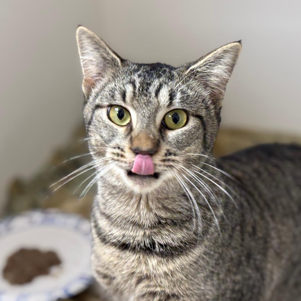 Dolly, Adoptable, Young Female Domestic Short Hair.