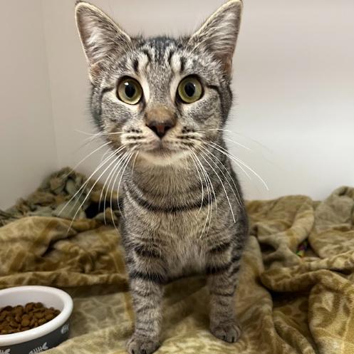 Enlarge Dolly, a Adoptable Domestic Short Hair in Mebane, NC image 2/6