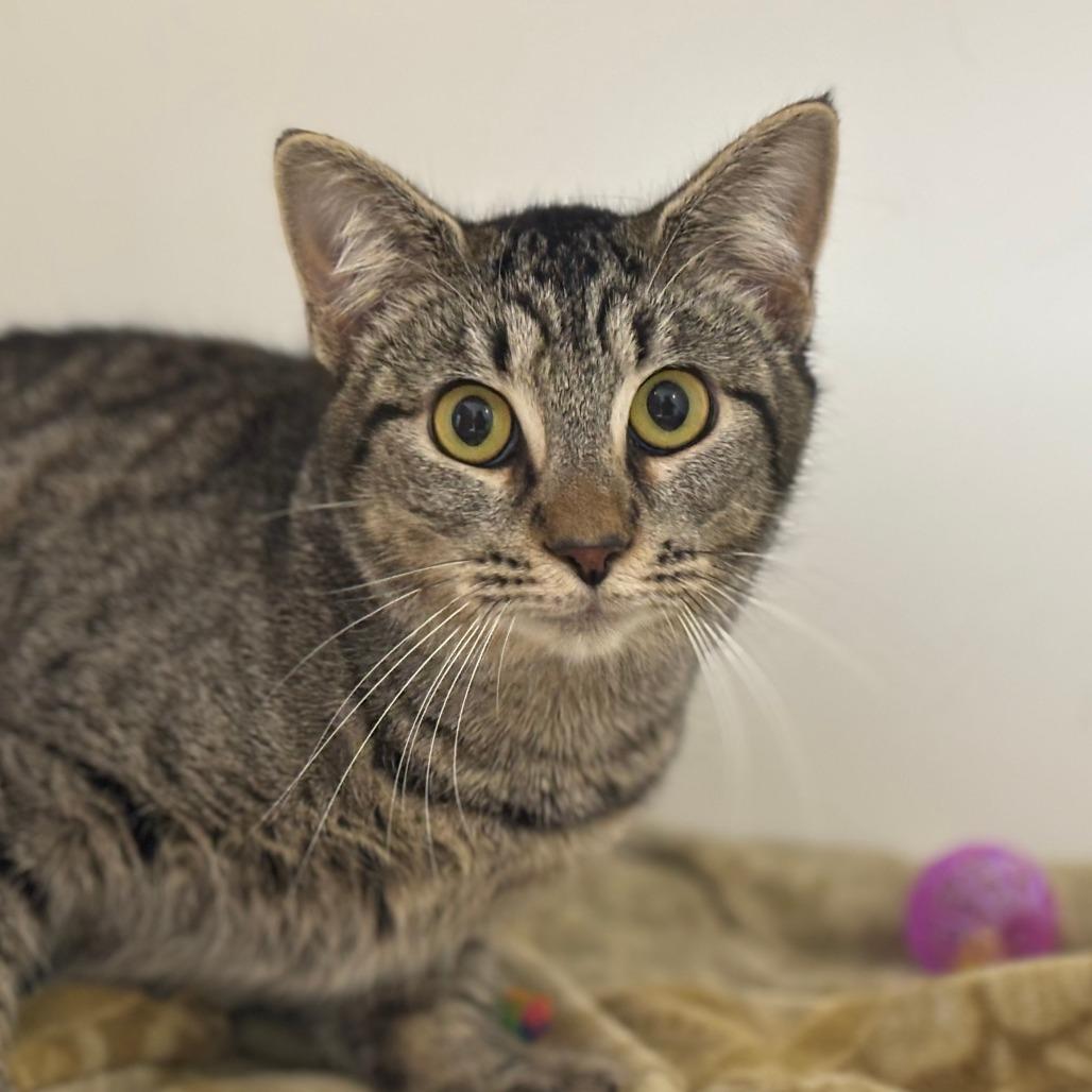 Enlarge Dolly, a Adoptable Domestic Short Hair in Mebane, NC image 3/6