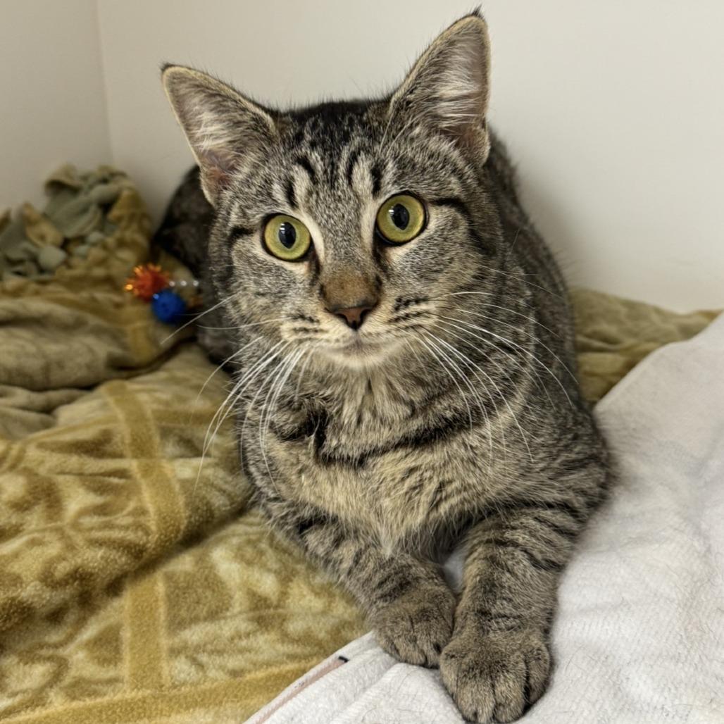 Enlarge Dolly, a Adoptable Domestic Short Hair in Mebane, NC image 4/6