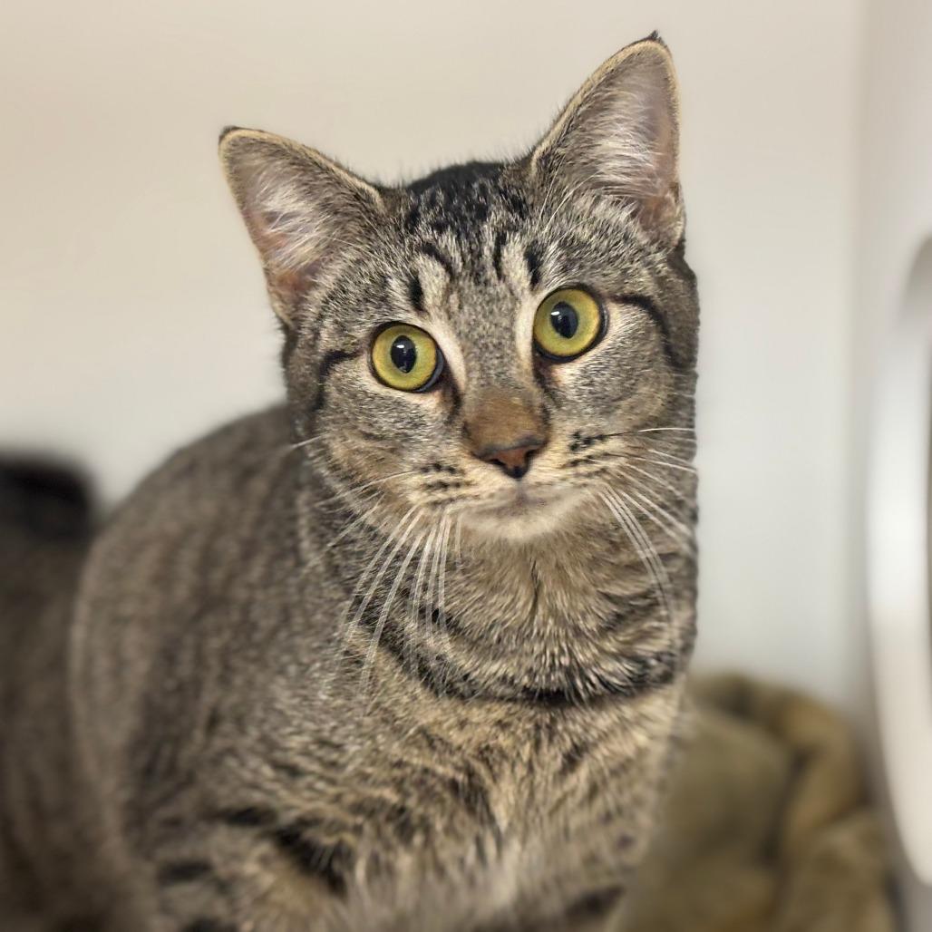 Enlarge Dolly, a Adoptable Domestic Short Hair in Mebane, NC image 5/6