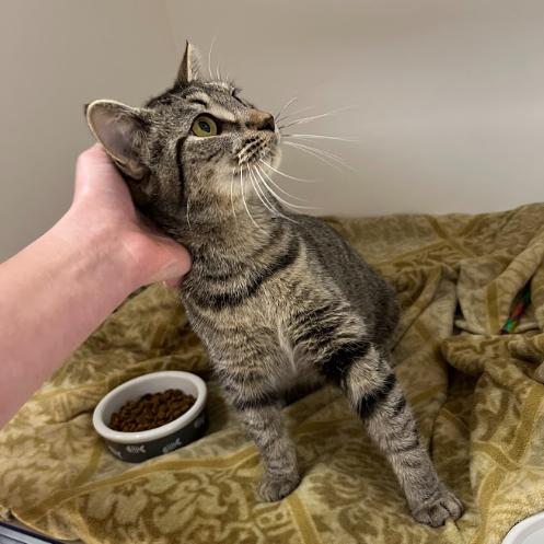 Enlarge Dolly, a Adoptable Domestic Short Hair in Mebane, NC image 6/6