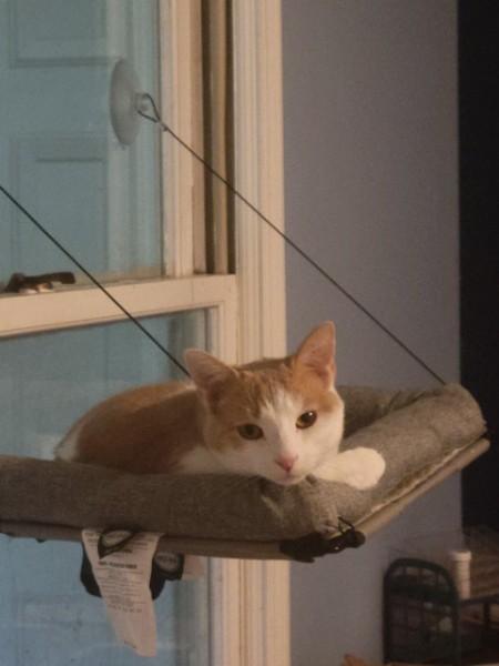 Toulousy (Cheese) (Adoption fee 45 dollars), ADOPTABLE, Adult Female Domestic Short Hair.