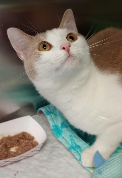 Toulousy (Cheese), a ADOPTABLE Domestic Short Hair in Duluth, GA image 3/3