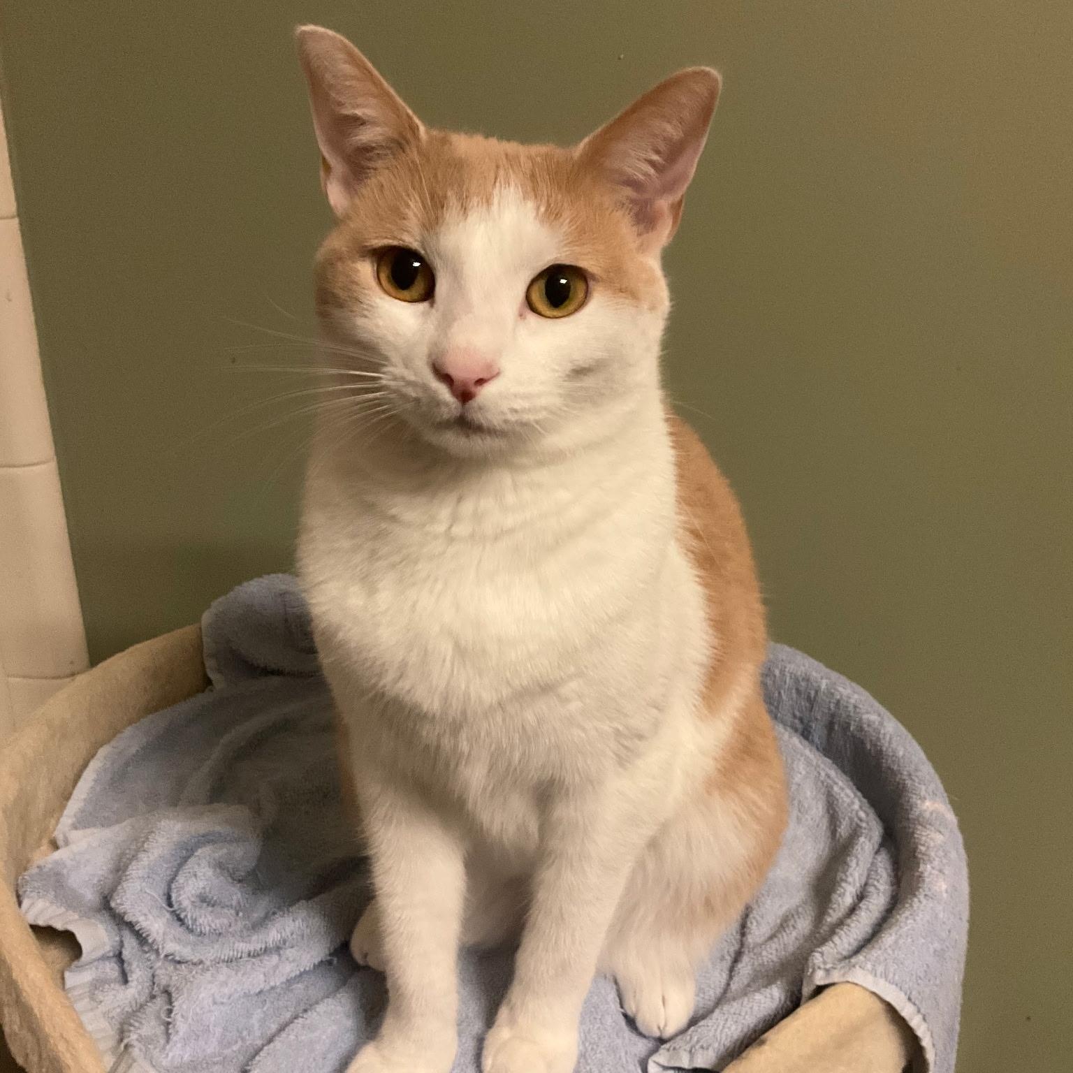 Toulousy (Cheese) (Adoption fee 45 dollars), a ADOPTABLE Domestic Short Hair in Duluth, GA image 2/4