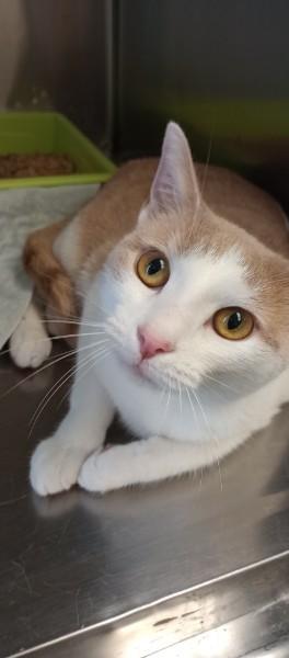 Toulousy (Cheese), a ADOPTABLE Domestic Short Hair in Duluth, GA image 2/3