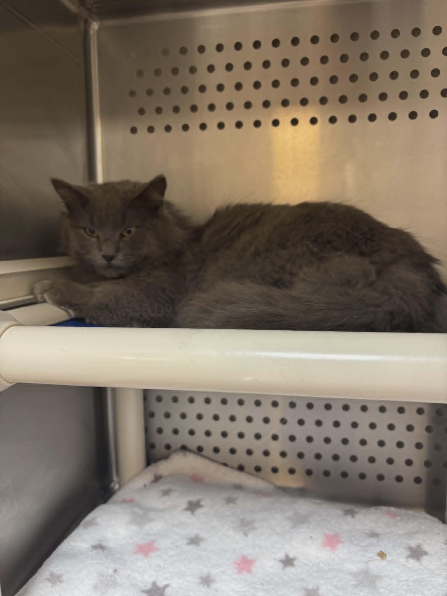 Enlarge Gandalph, an adopted Domestic Long Hair in Orange, VA image 3/3