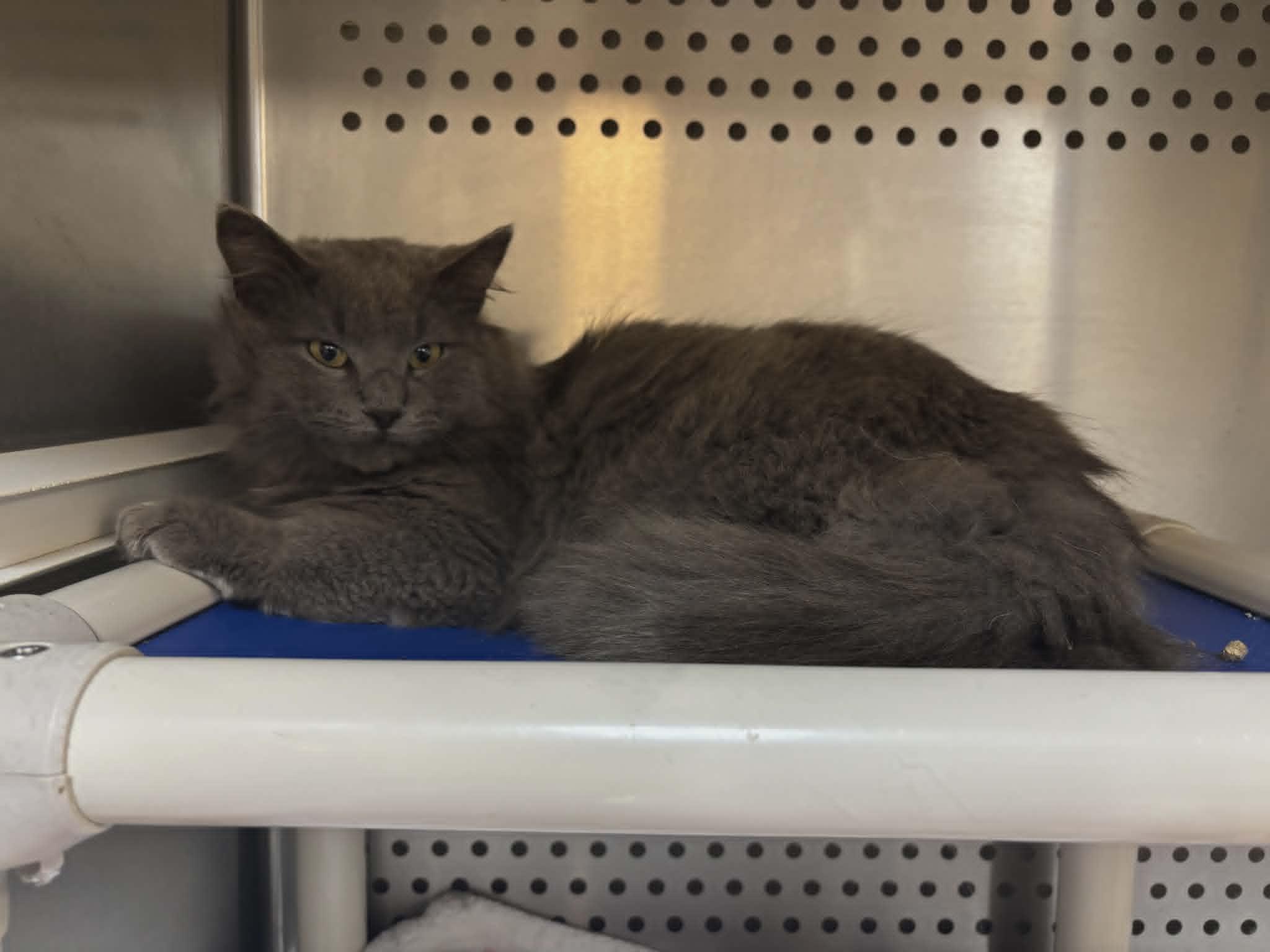 Enlarge Gandalph, an adopted Domestic Long Hair in Orange, VA image 2/3