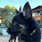 Haylie, an adopted mixed breed in Lodi, CA image 4/4