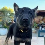 Haylie, an adopted mixed breed in Lodi, CA image 1/4