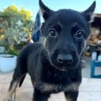 Haylie, an adopted mixed breed in Lodi, CA image 2/4