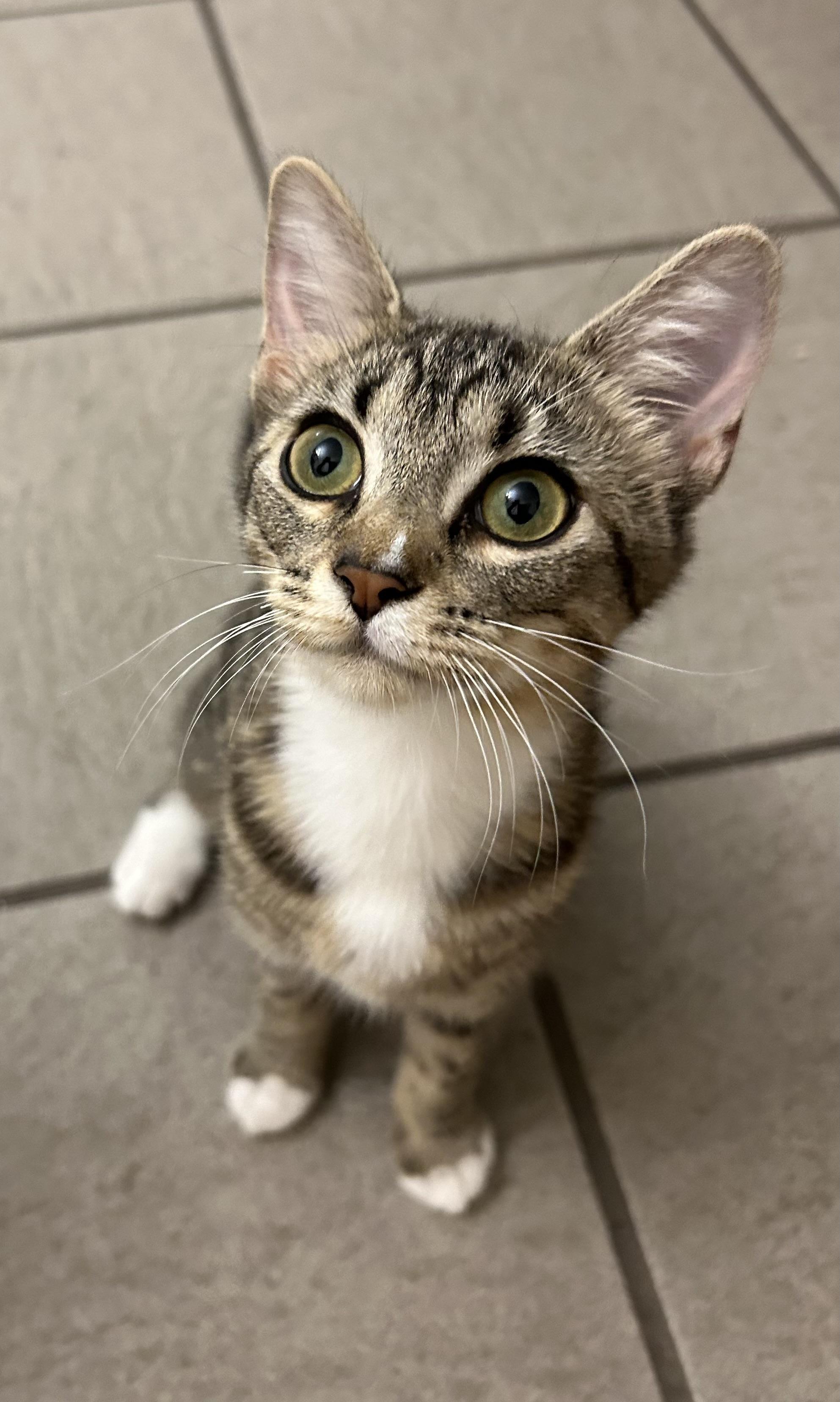 Enlarge Dana, a Adoptable Domestic Short Hair in St Petersburg, FL image 1/6