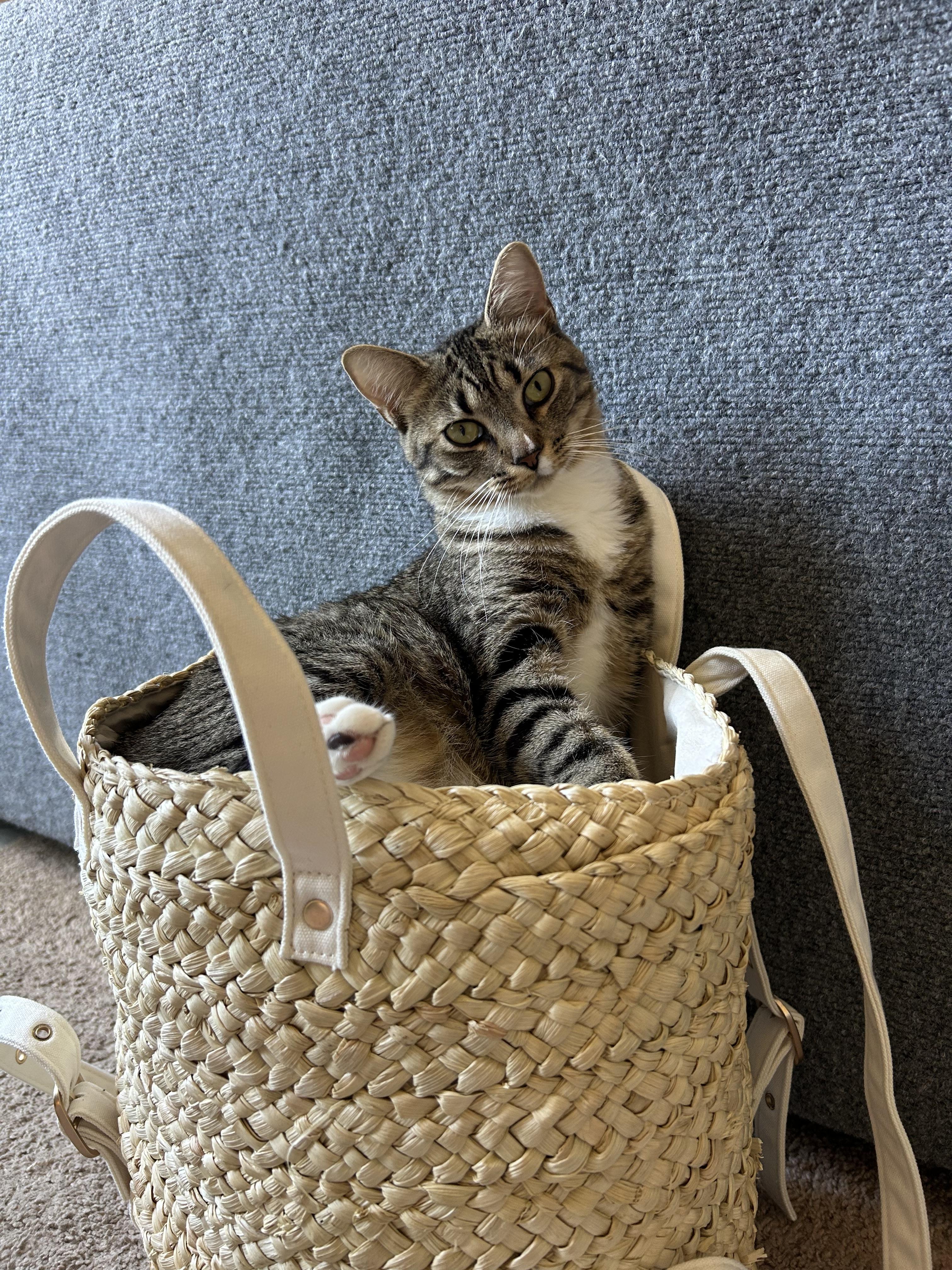 Enlarge Dana, a Adoptable Domestic Short Hair in St Petersburg, FL image 2/4