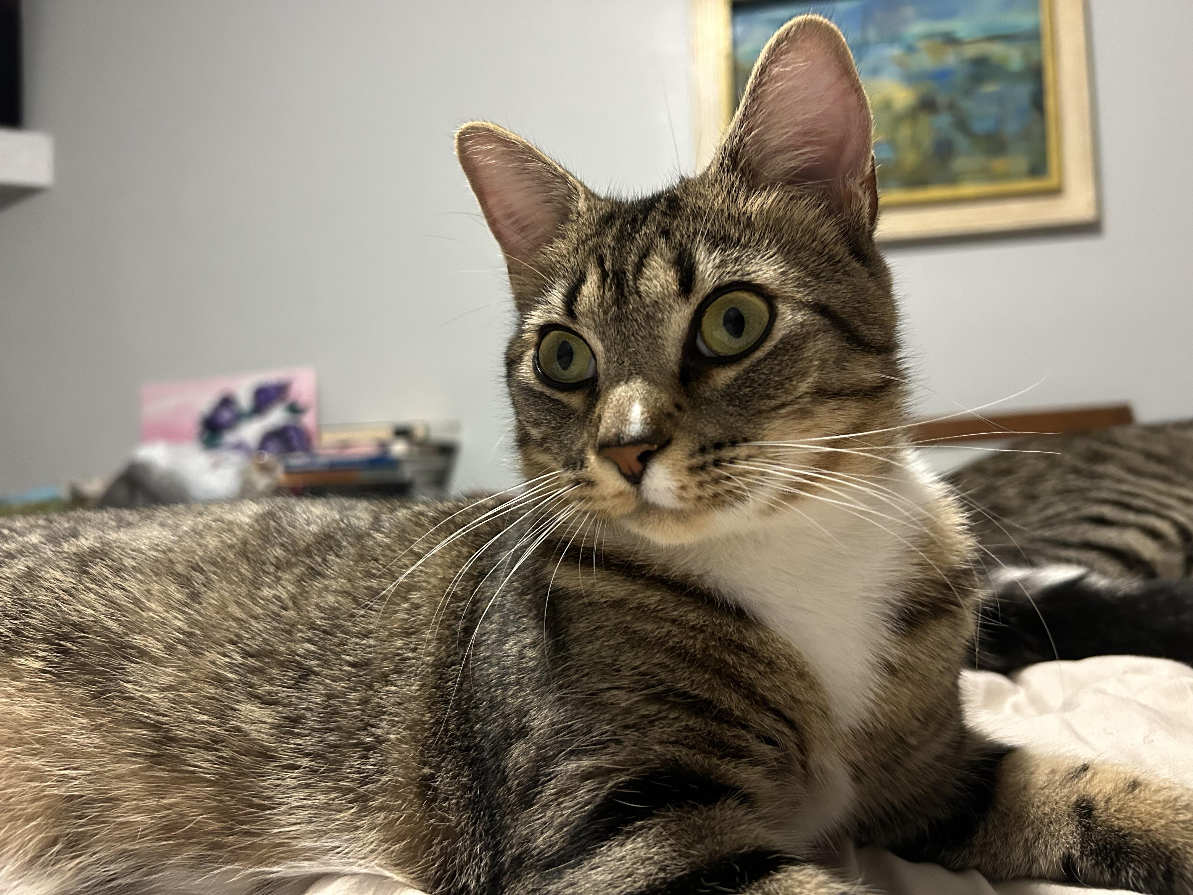 Enlarge Dana, a Adoptable Domestic Short Hair in St Petersburg, FL image 4/4