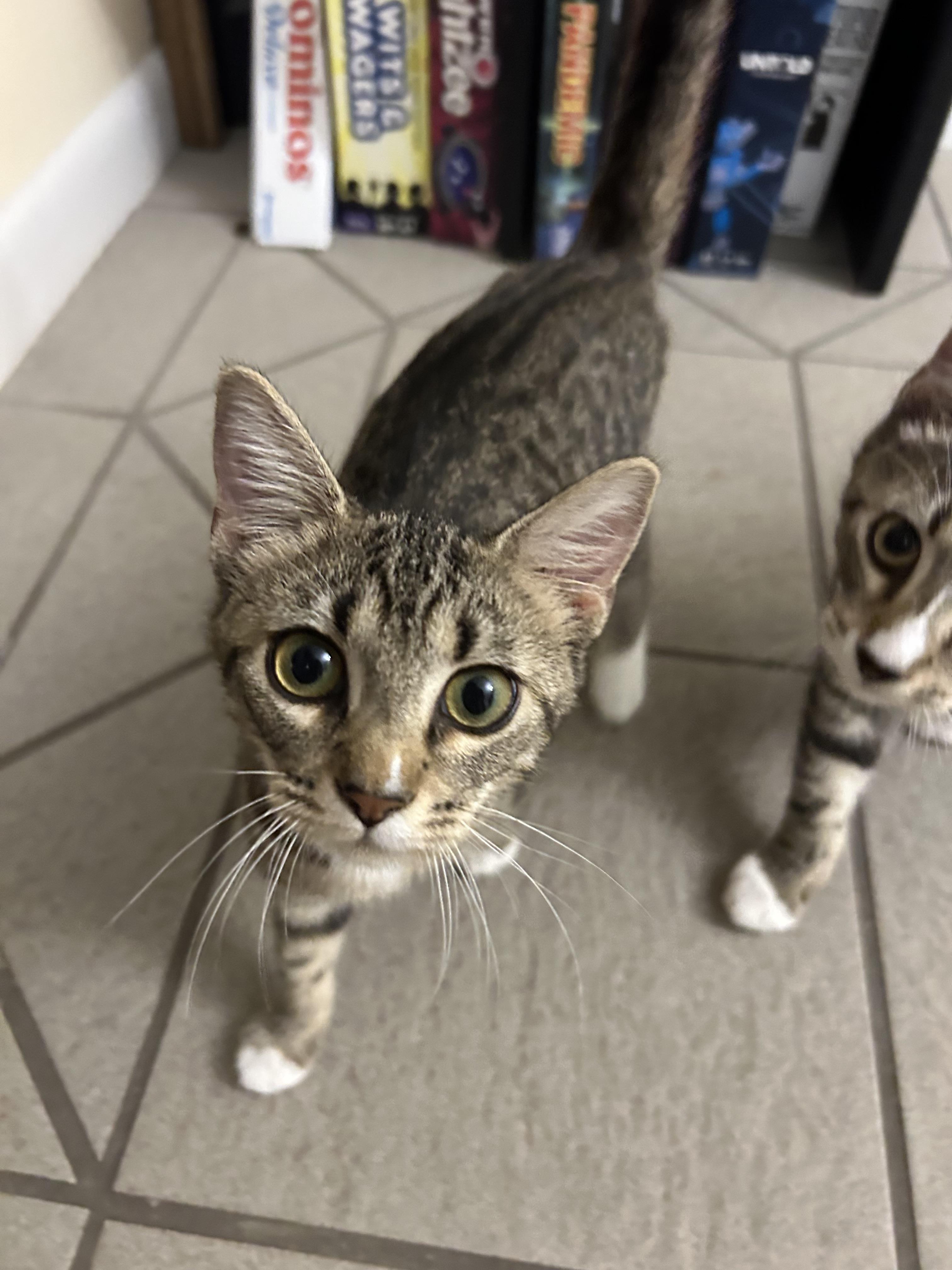 Enlarge Dana, a Adoptable Domestic Short Hair in St Petersburg, FL image 6/6