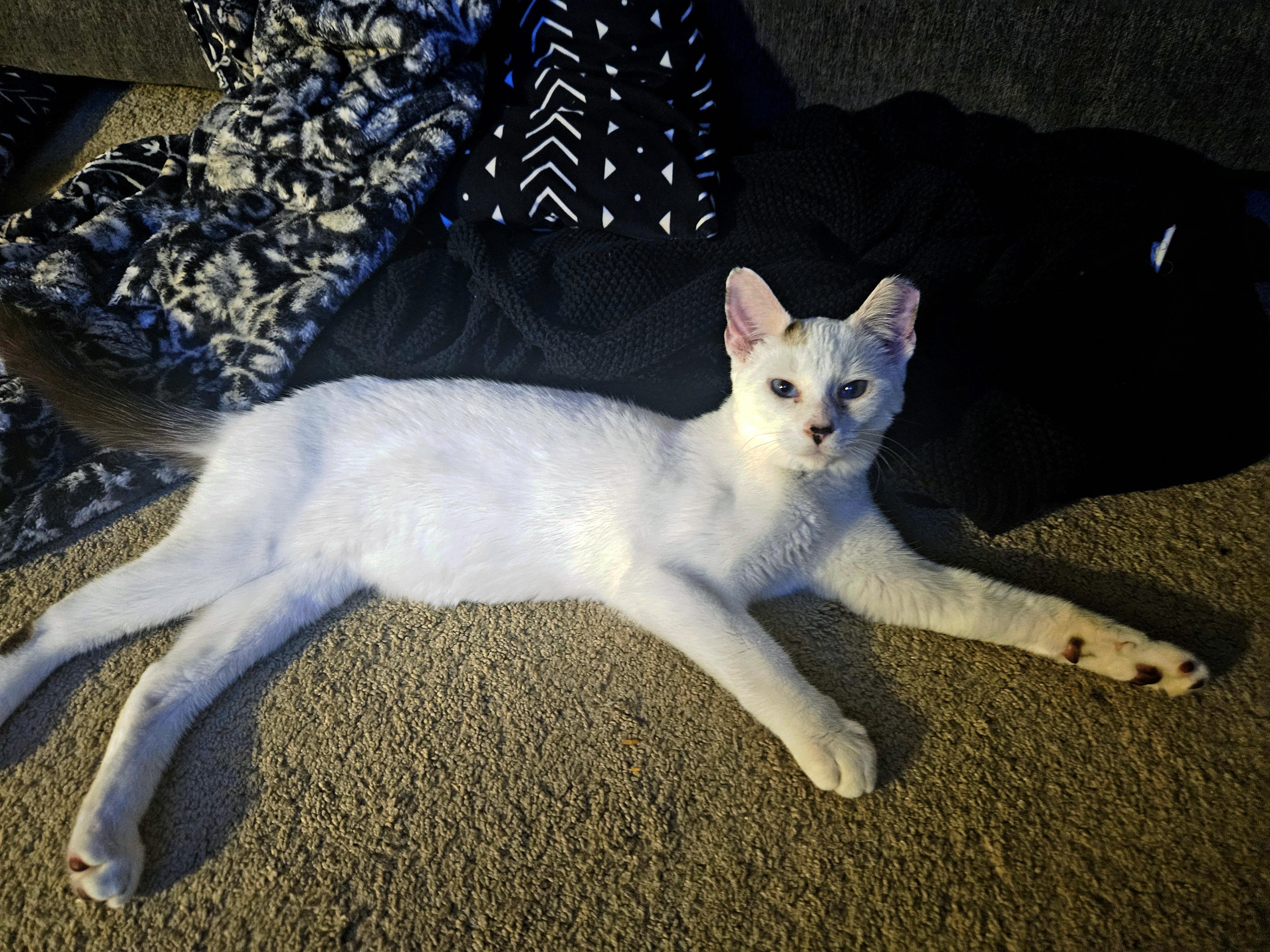 Enlarge Wendy, a Adoptable Siamese in Fresno, CA image 1/5
