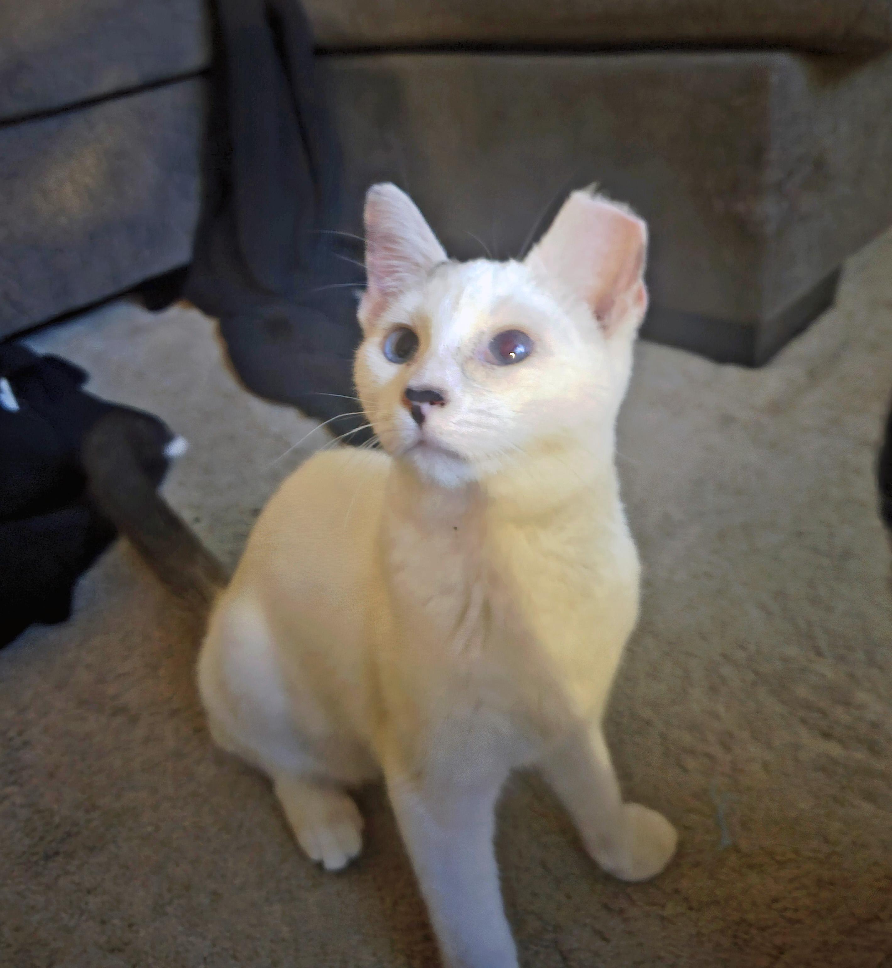 Enlarge Wendy, a Adoptable Siamese in Fresno, CA image 2/5