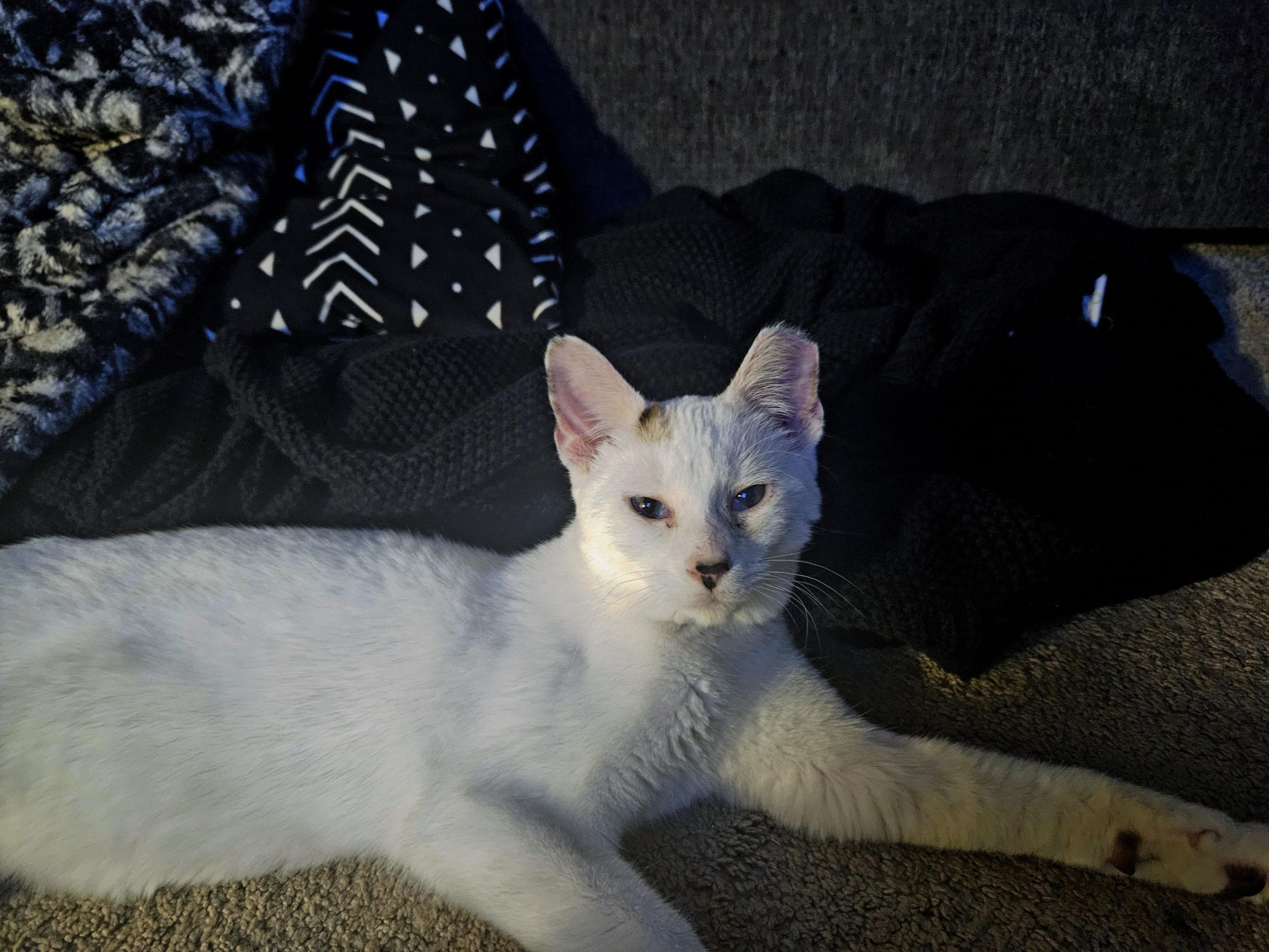 Enlarge Wendy, a Adoptable Siamese in Fresno, CA image 3/5