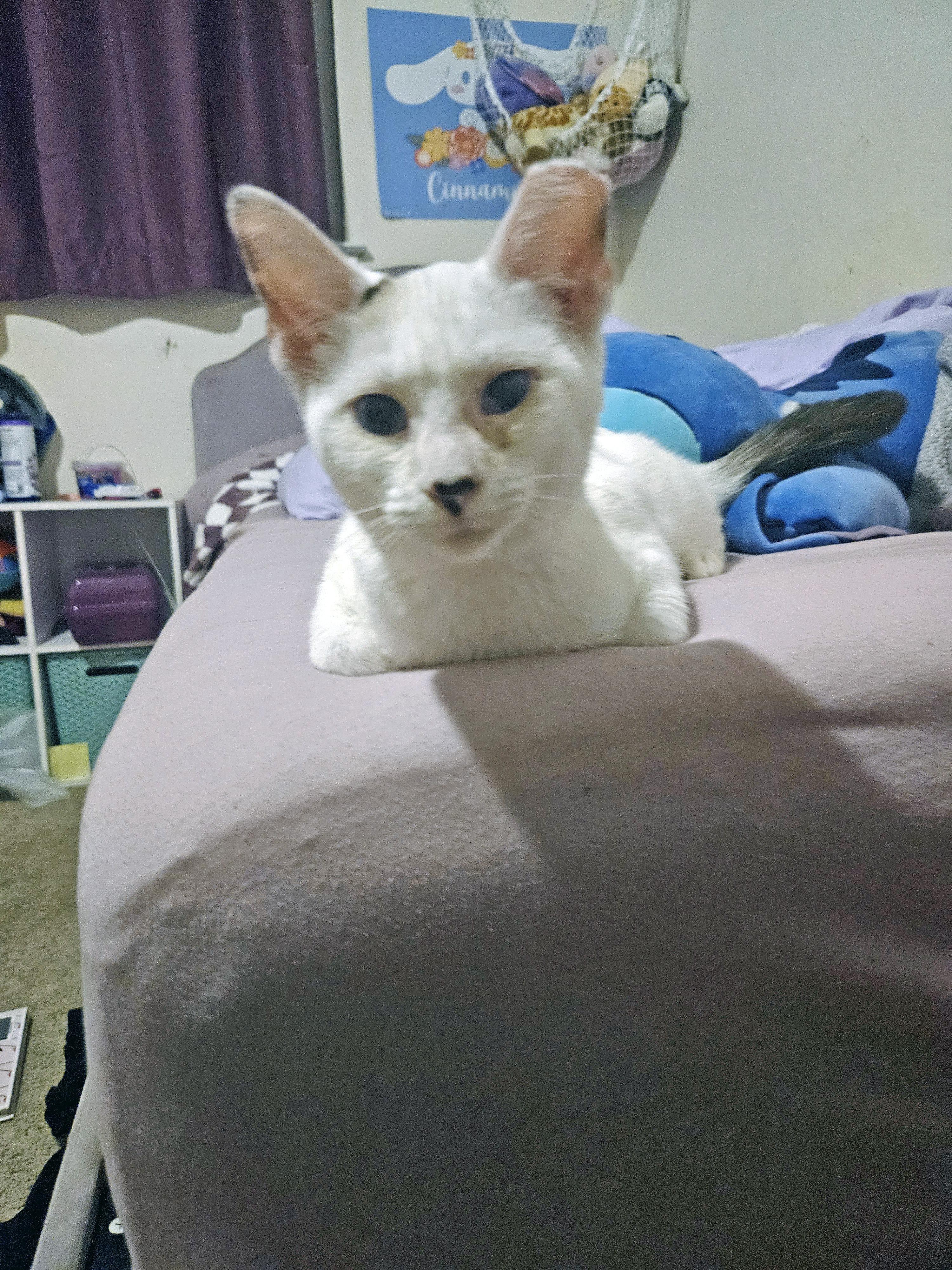 Enlarge Wendy, a Adoptable Siamese in Fresno, CA image 4/5