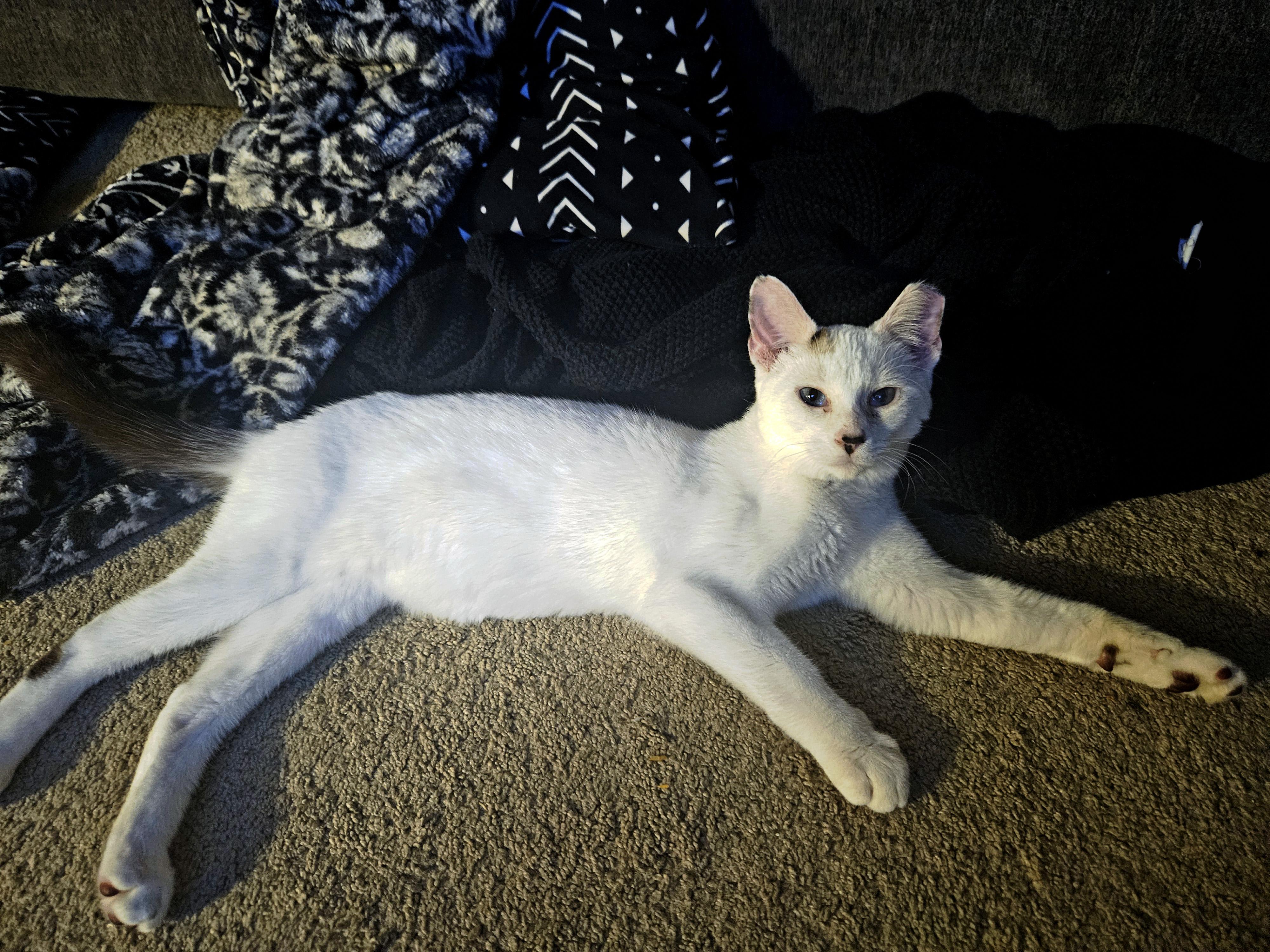 Enlarge Wendy, a Adoptable Siamese in Fresno, CA image 5/5