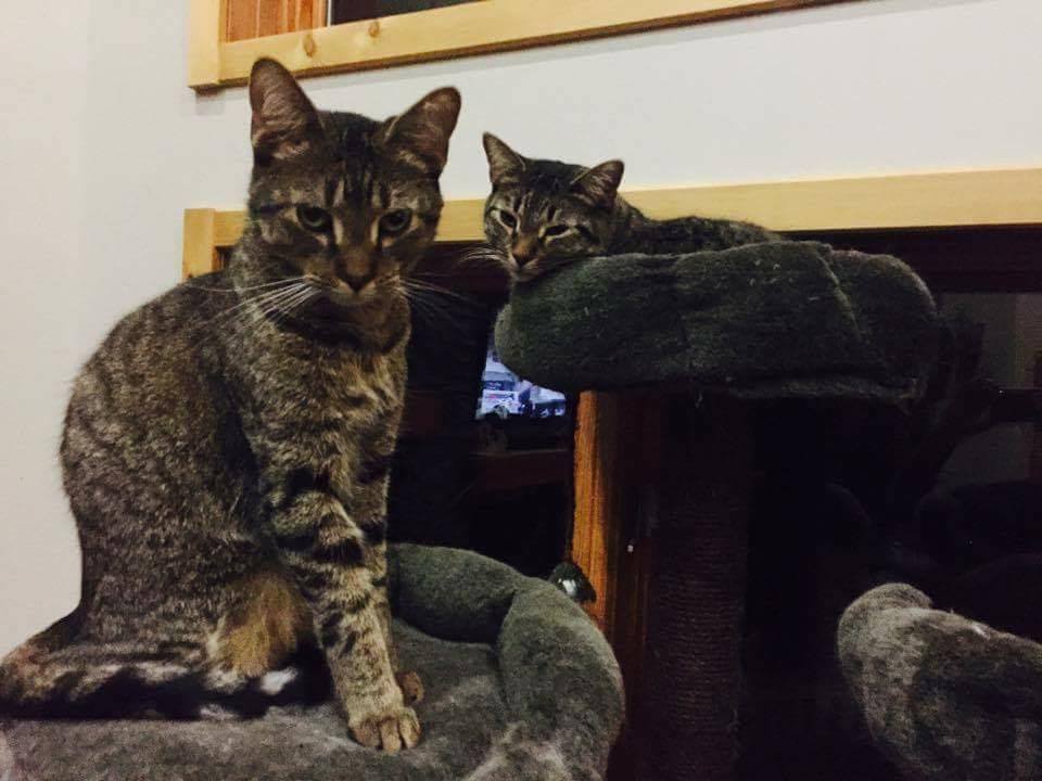 MacGuyver, a Adoptable mixed breed in Midland, MI image 1/10