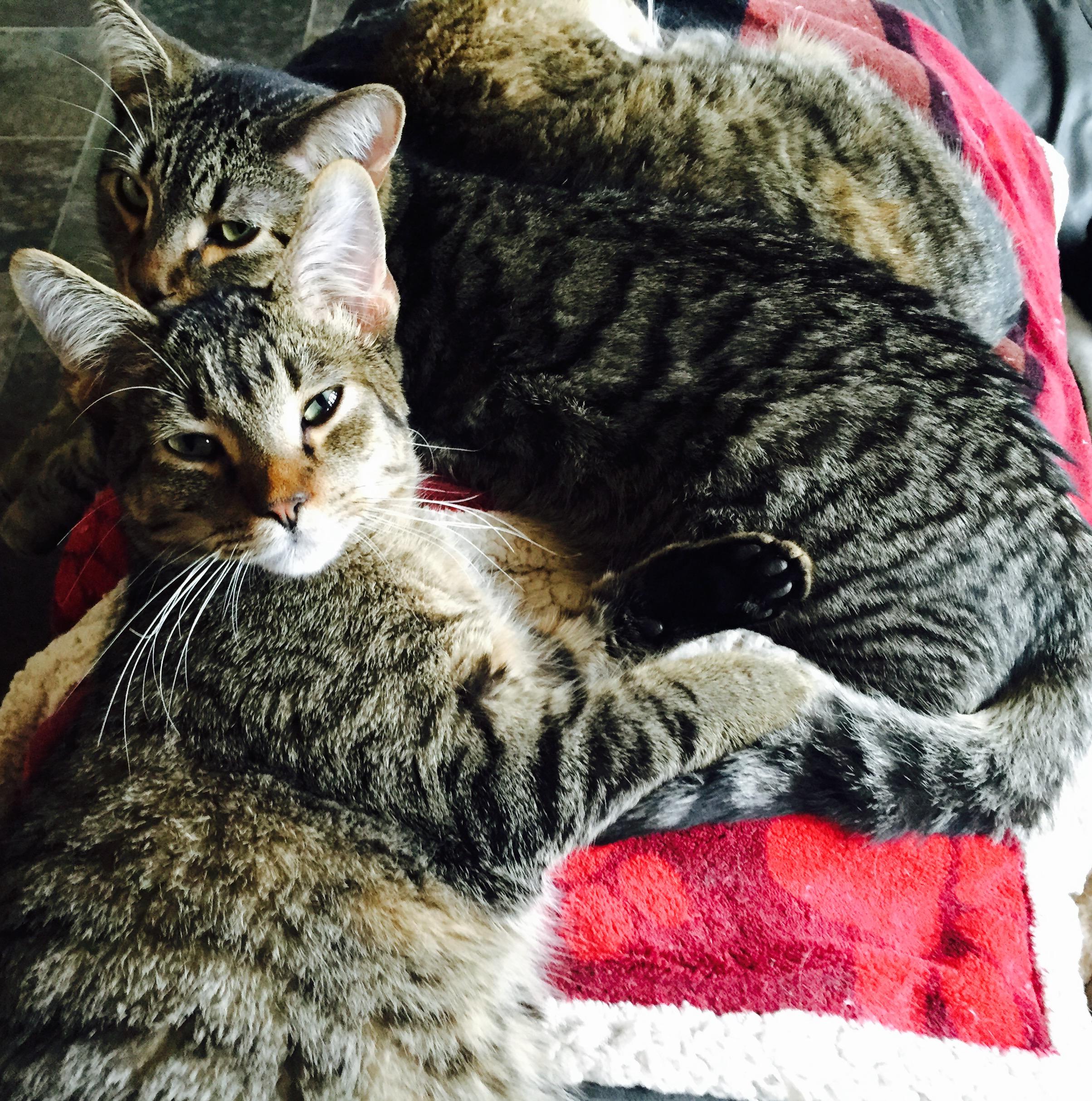 MacGuyver, a Adoptable mixed breed in Midland, MI image 2/10