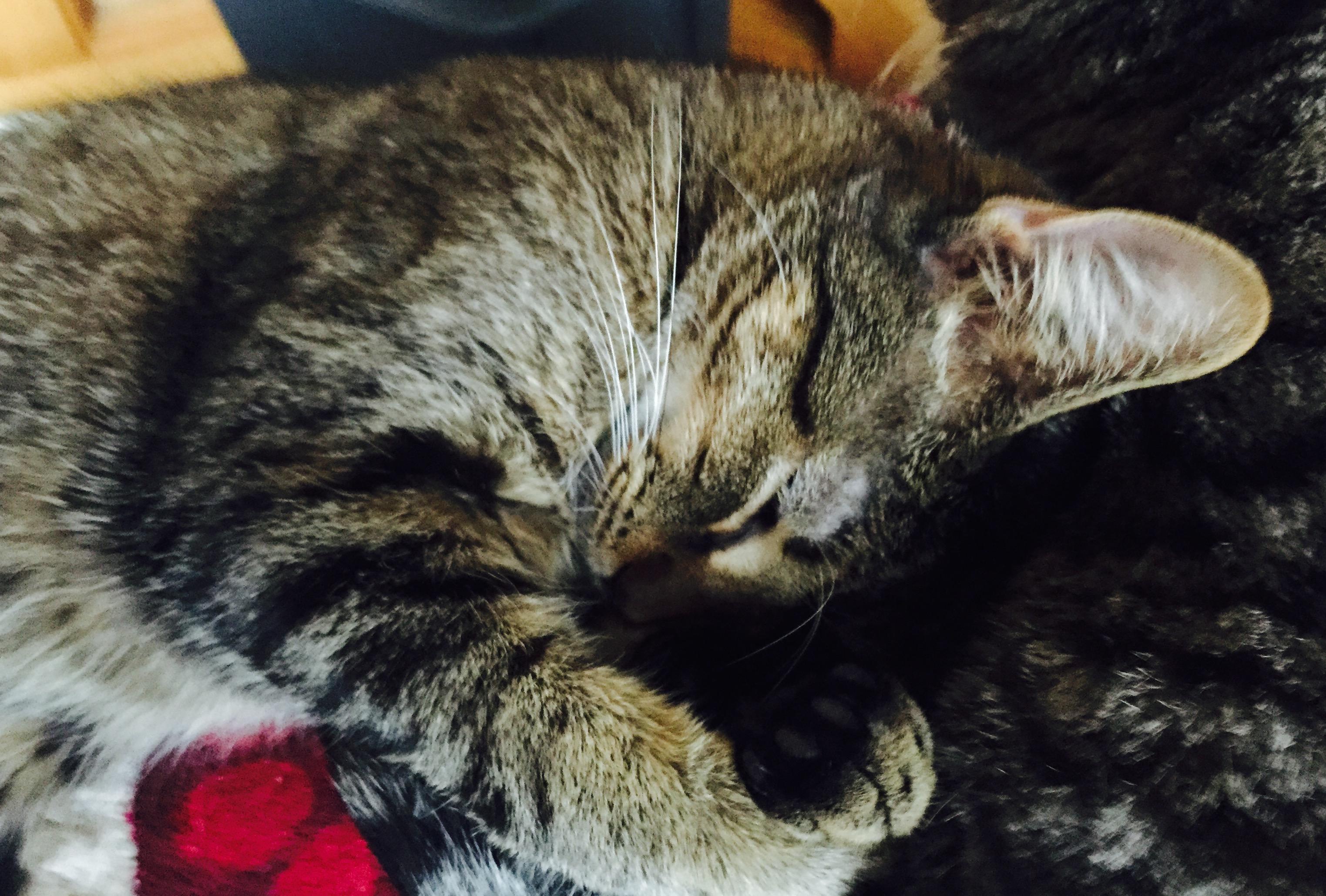 MacGuyver, a Adoptable mixed breed in Midland, MI image 3/10