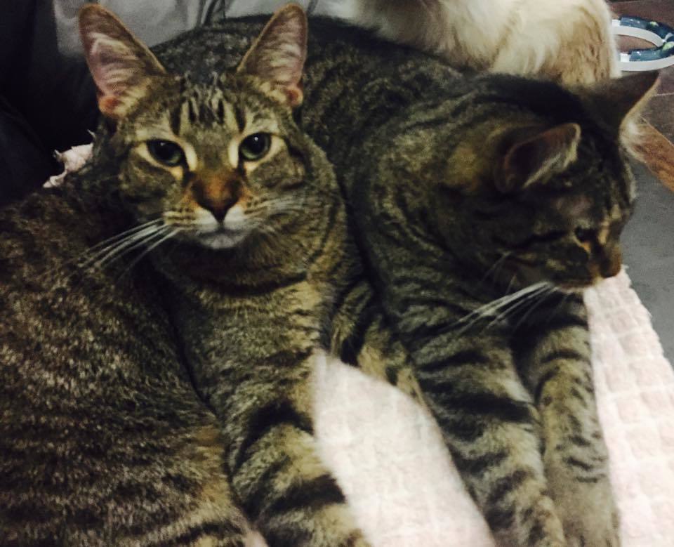 MacGuyver, a Adoptable mixed breed in Midland, MI image 4/10