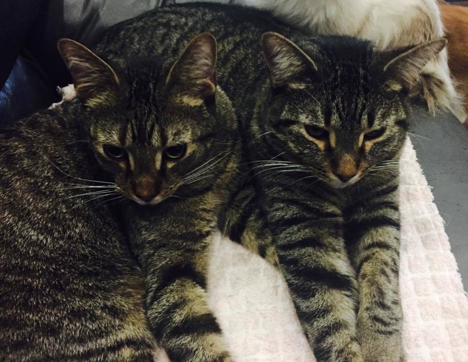 MacGuyver, a Adoptable mixed breed in Midland, MI image 5/10