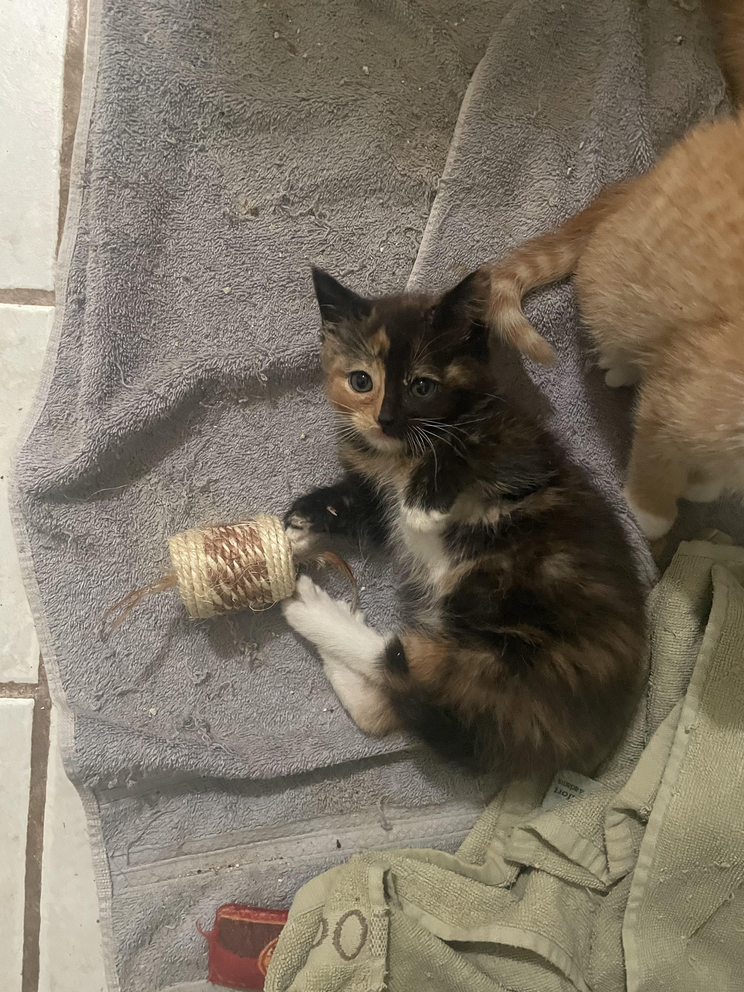Cali, adopted, Kitten Female Domestic Medium Hair.