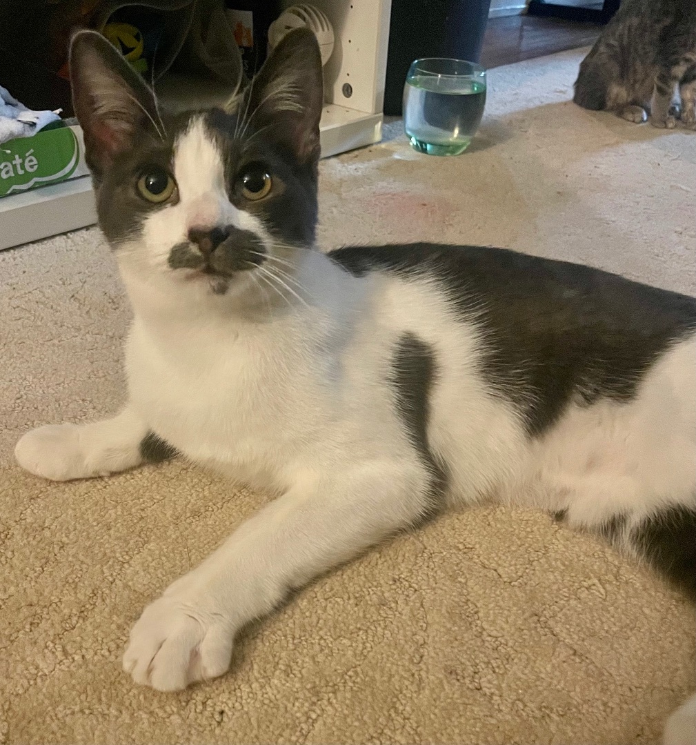 Cheese, Adoptable, Young Male Domestic Short Hair.