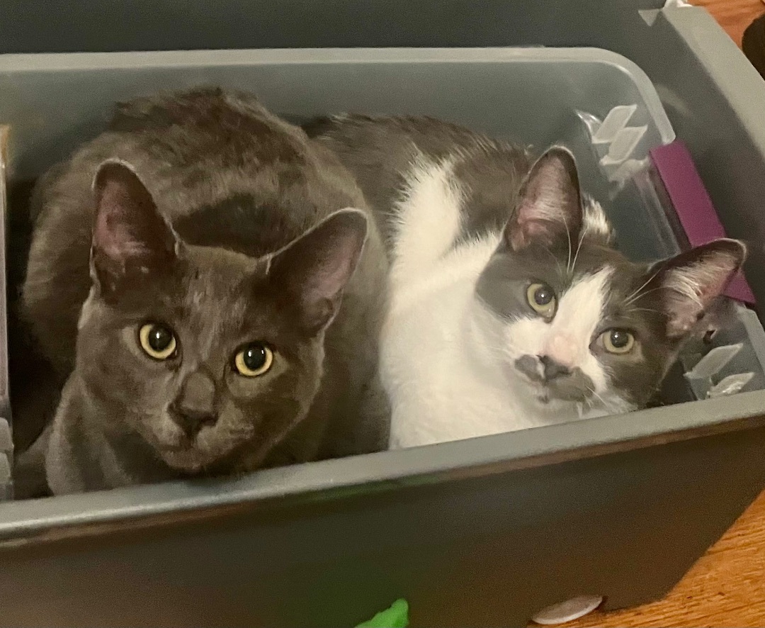 Cheese, a Adoptable Domestic Short Hair in Cranford, NJ image 2/6