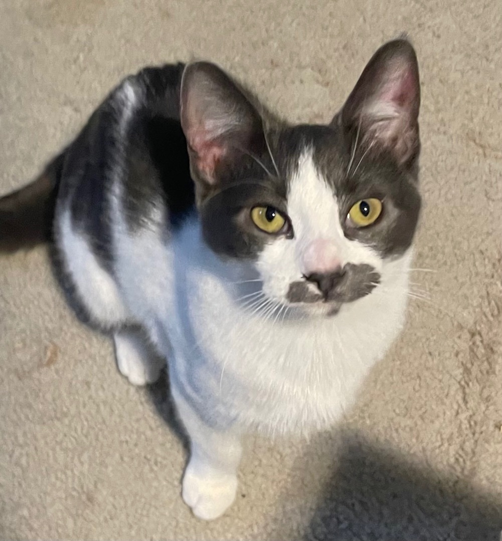 Cheese, a Adoptable Domestic Short Hair in Cranford, NJ image 3/6