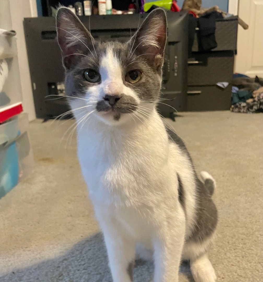 Cheese, a Adoptable Domestic Short Hair in Cranford, NJ image 4/6