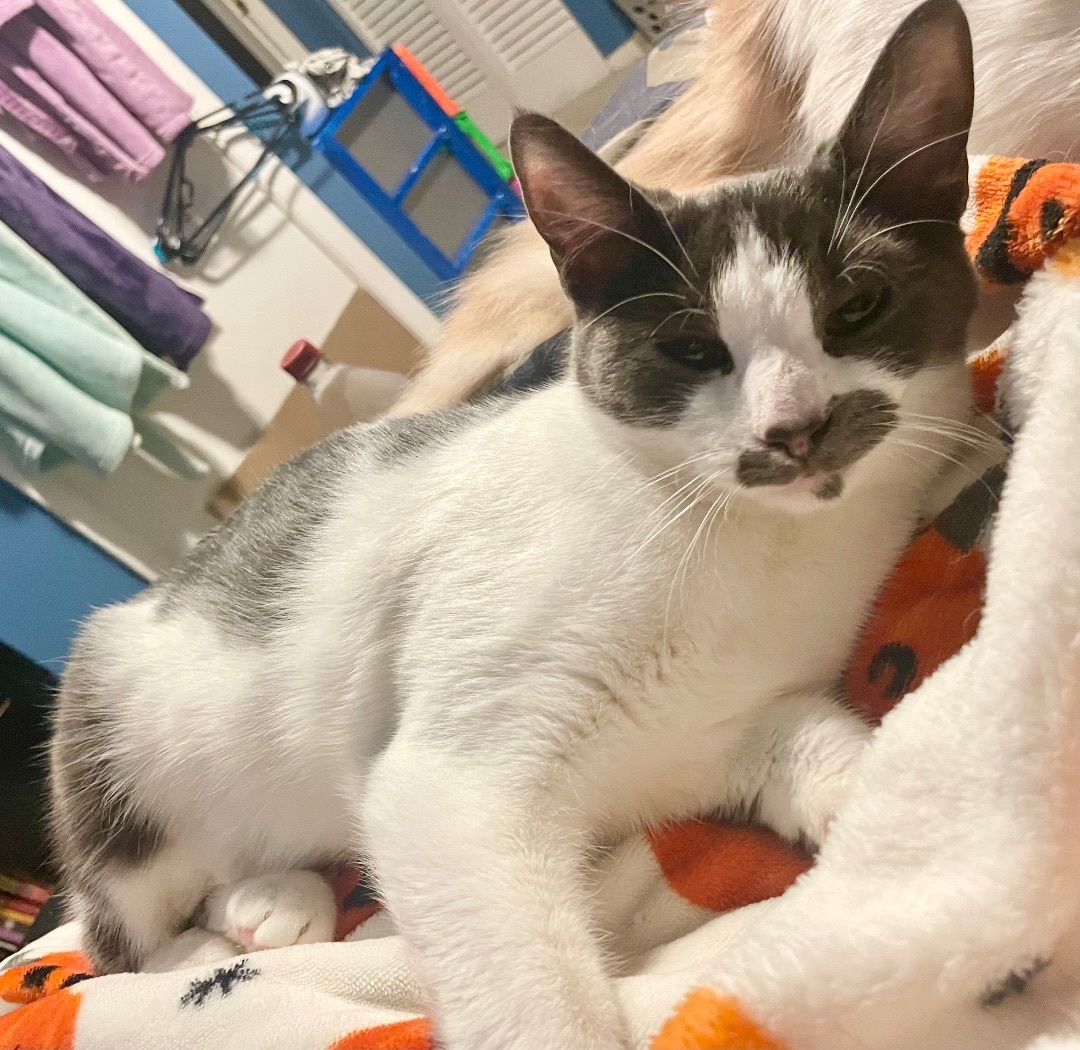 Cheese, a Adoptable Domestic Short Hair in Cranford, NJ image 5/6