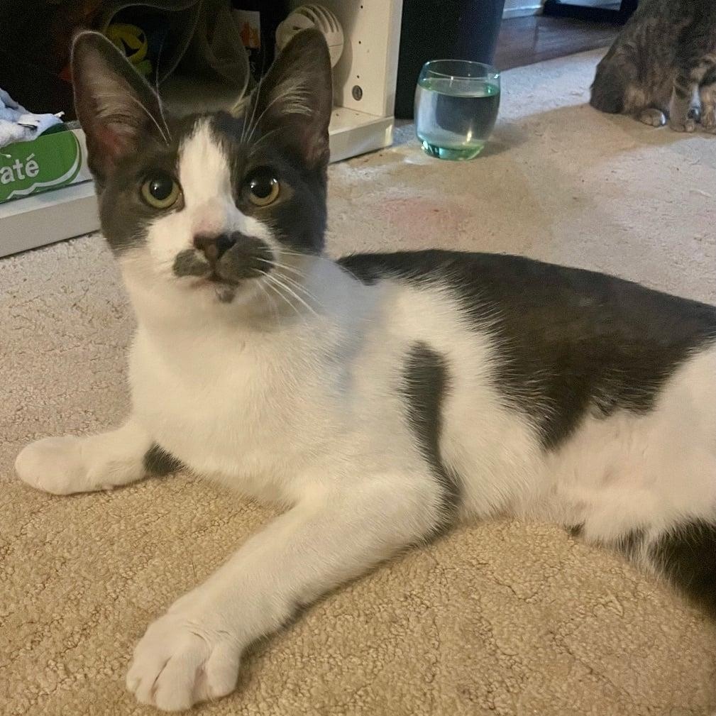 Cheese, Adoptable, Young Male Domestic Short Hair.