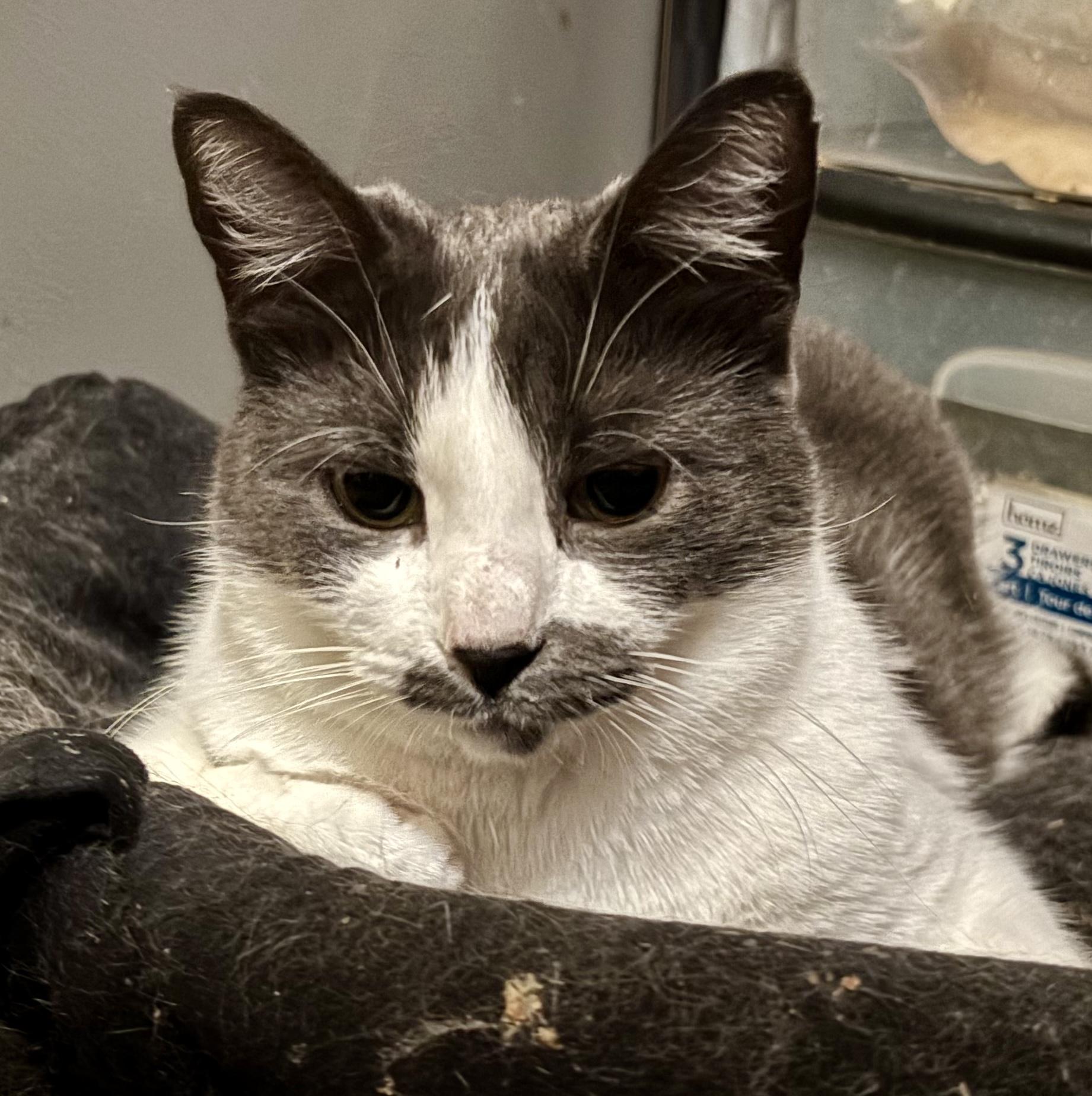 Enlarge Cheese, a Adoptable Domestic Short Hair in Cranford, NJ image 6/6