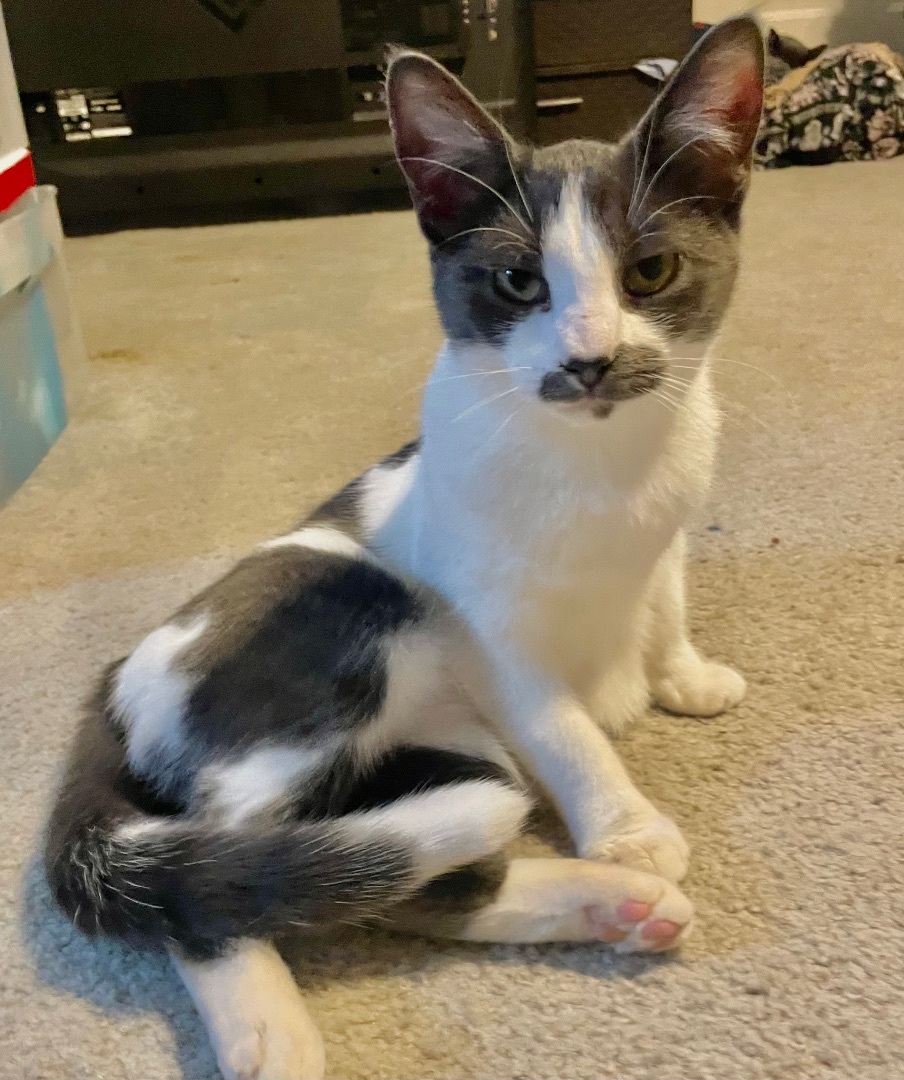 Cheese, a Adoptable Domestic Short Hair in Cranford, NJ image 6/6