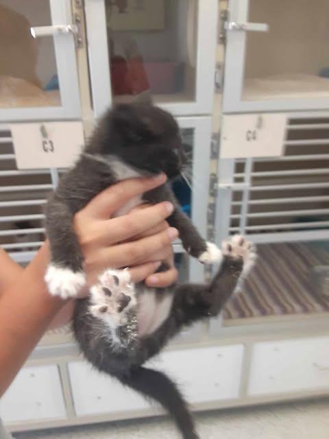 Mustang, Adopted, Kitten Male Domestic Medium Hair.